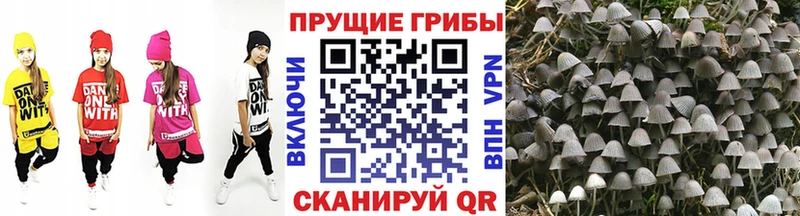 Псилоцибиновые грибы ЛСД  Купить  Корсаков 